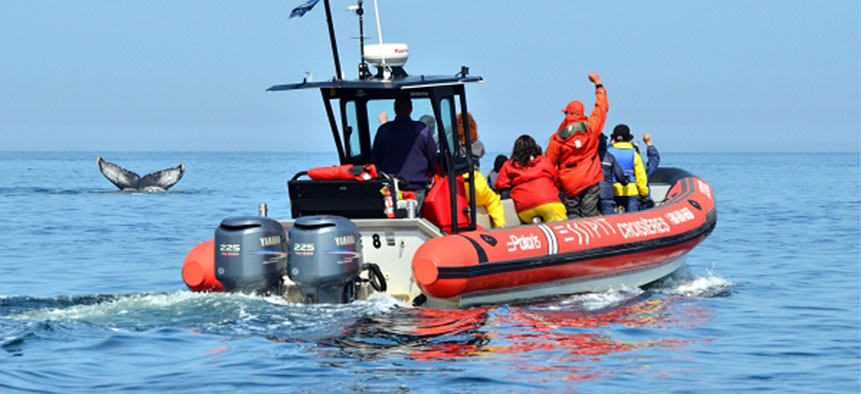 Croisière aux baleines avec Essipit Croisière aux baleines avec Essipit