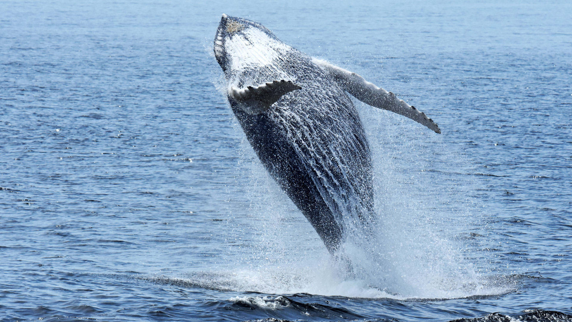 Whale Watching and Fjord Cruise