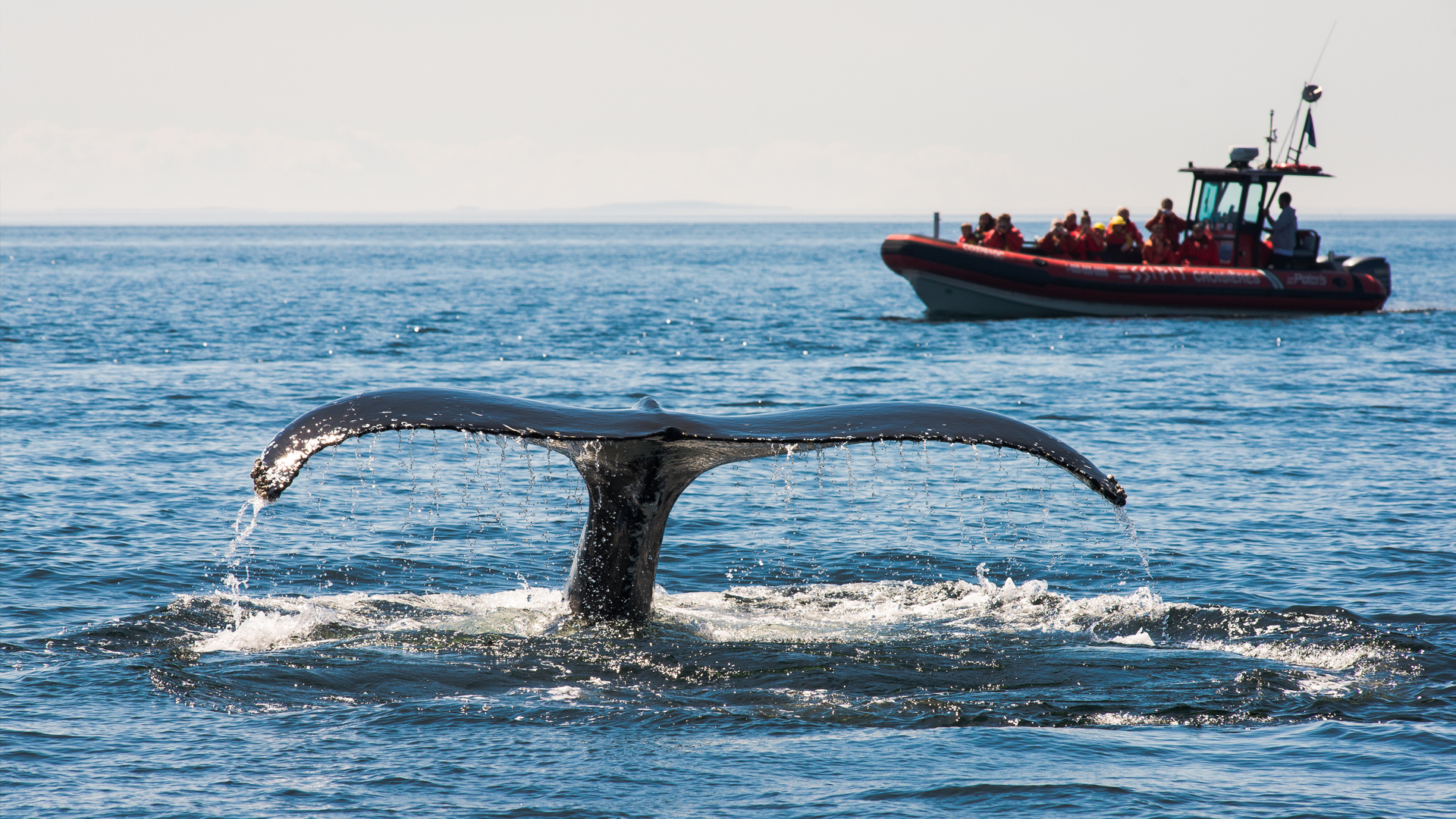 Croisière aux baleines avec Essipit