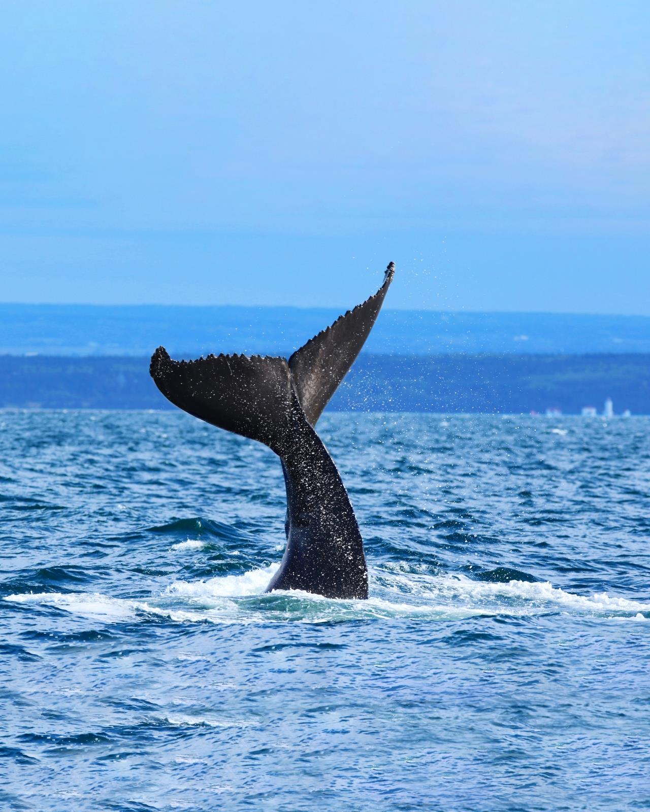Whale Watching Boat Tour Whale Watching Boat Tour
