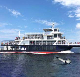 Whale-watching boat cruise