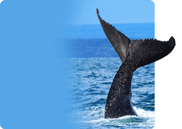 best whale watching tours quebec