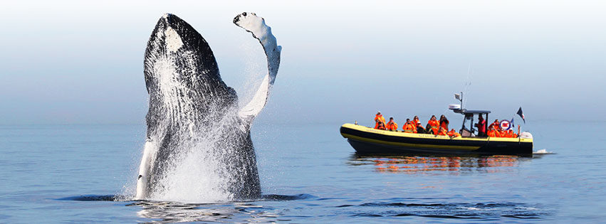 Whale-watching aboard a Zodiac 