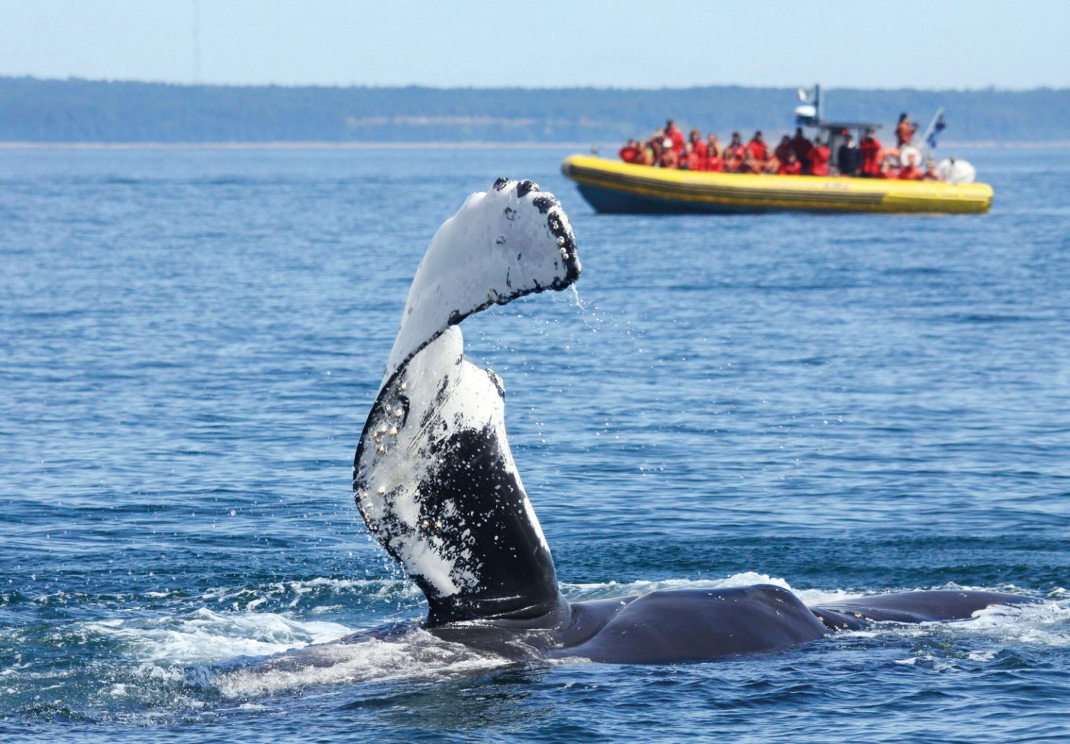 Whales of Quebec - An unforgettable experience