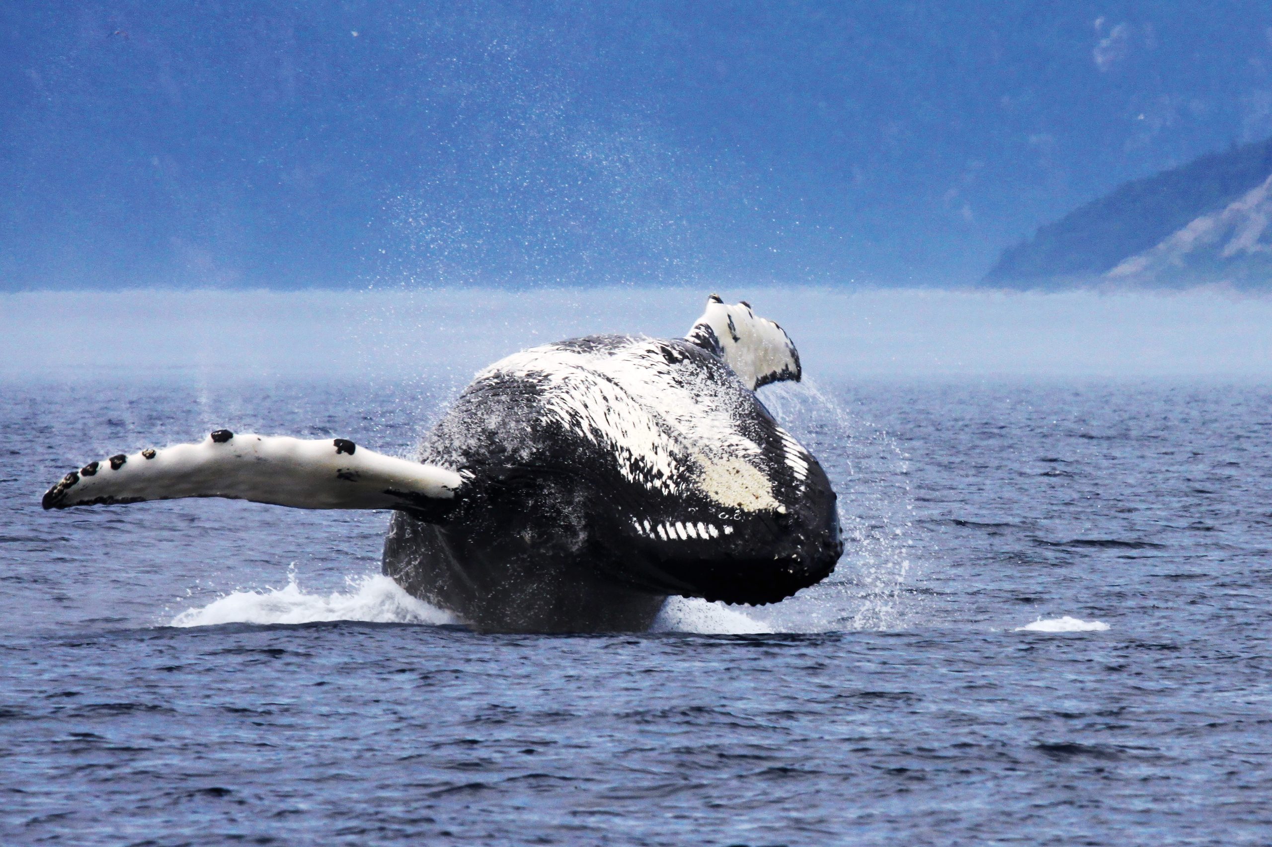 Croisière aux baleines en bateau