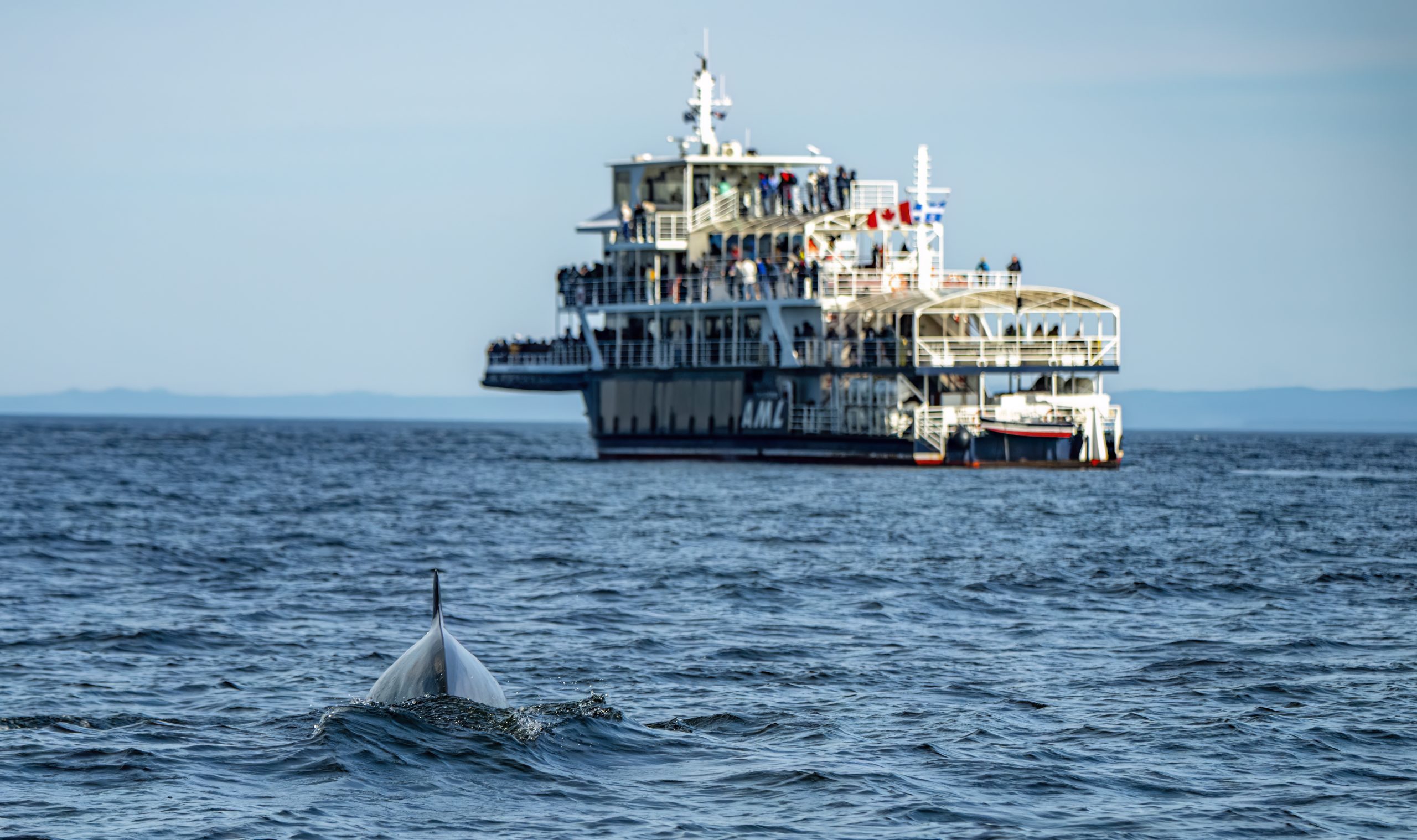 Croisière aux baleines en bateau Croisière aux baleines en bateau