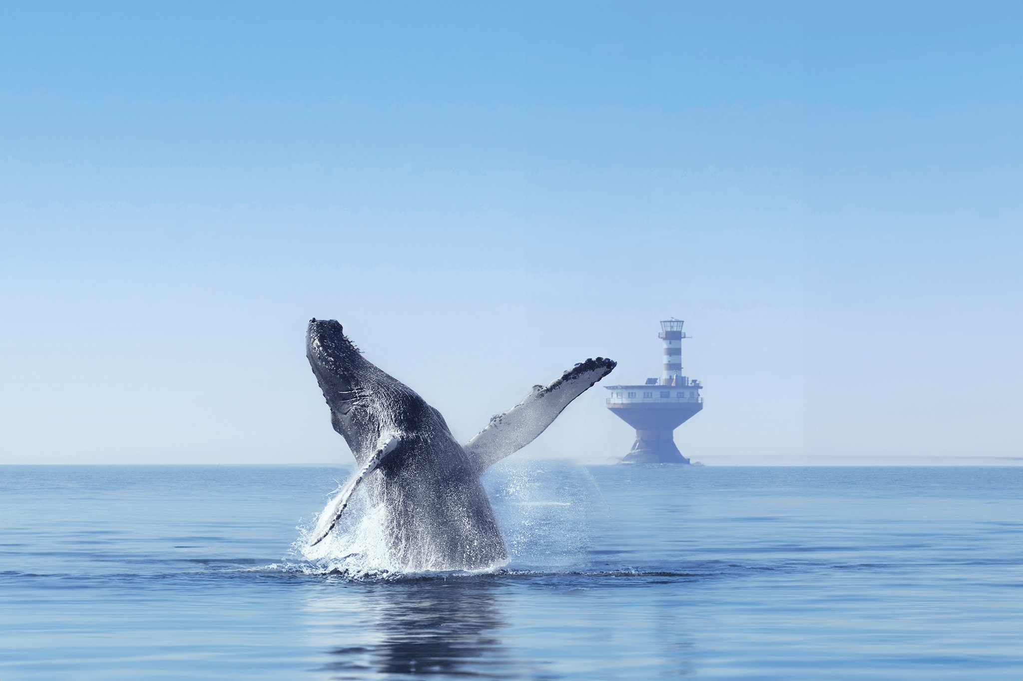 Full-day Bus Excursion and Whale Watching Boat Tour Full-day Bus Excursion and Whale Watching Boat Tour