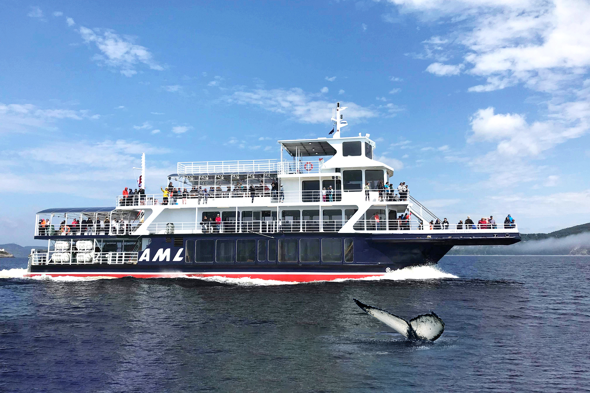 Whale watching boat tour Whale watching boat tour