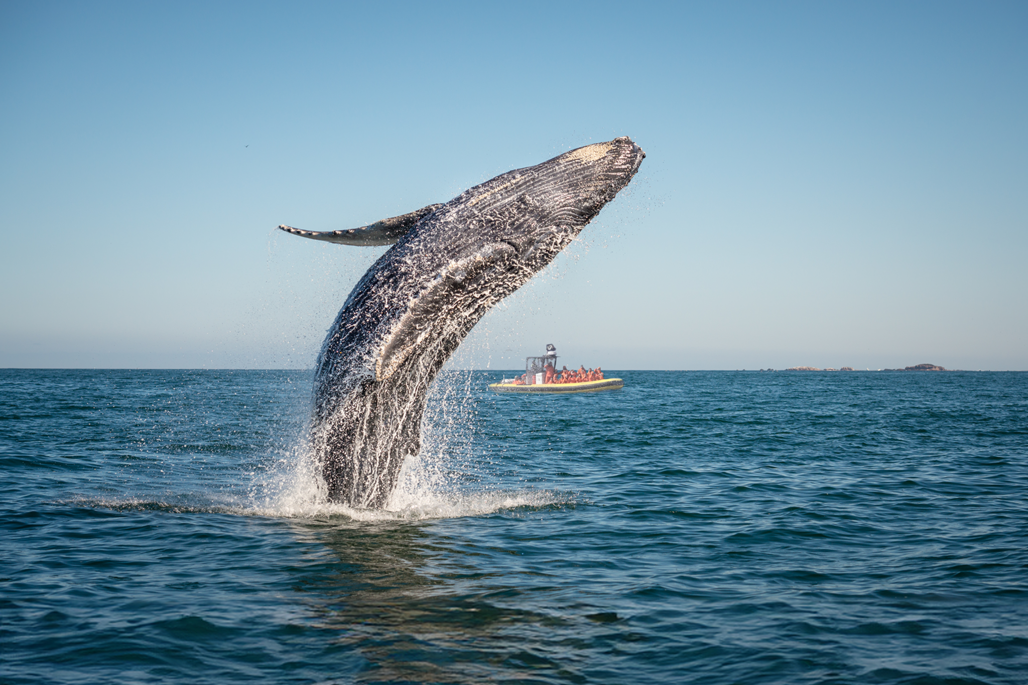 Zodiac whale watching tour Zodiac whale watching tour