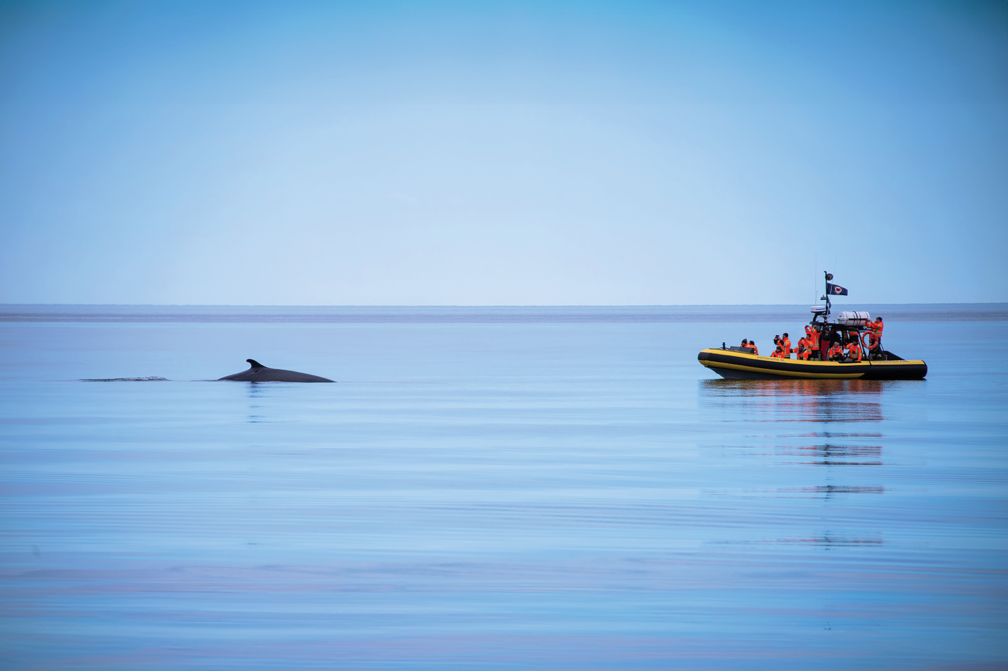 Zodiac Whale Watching Tour Zodiac Whale Watching Tour